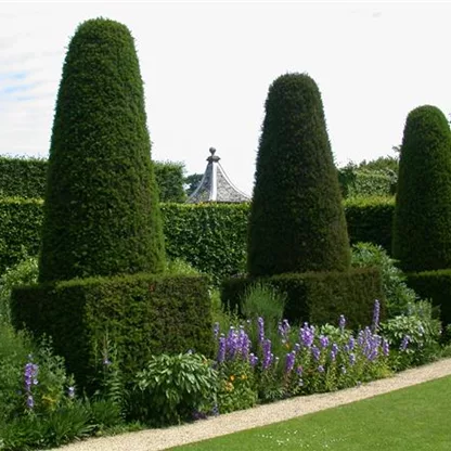 Formgehölze - exklusive, edle Kunstwerke im Garten