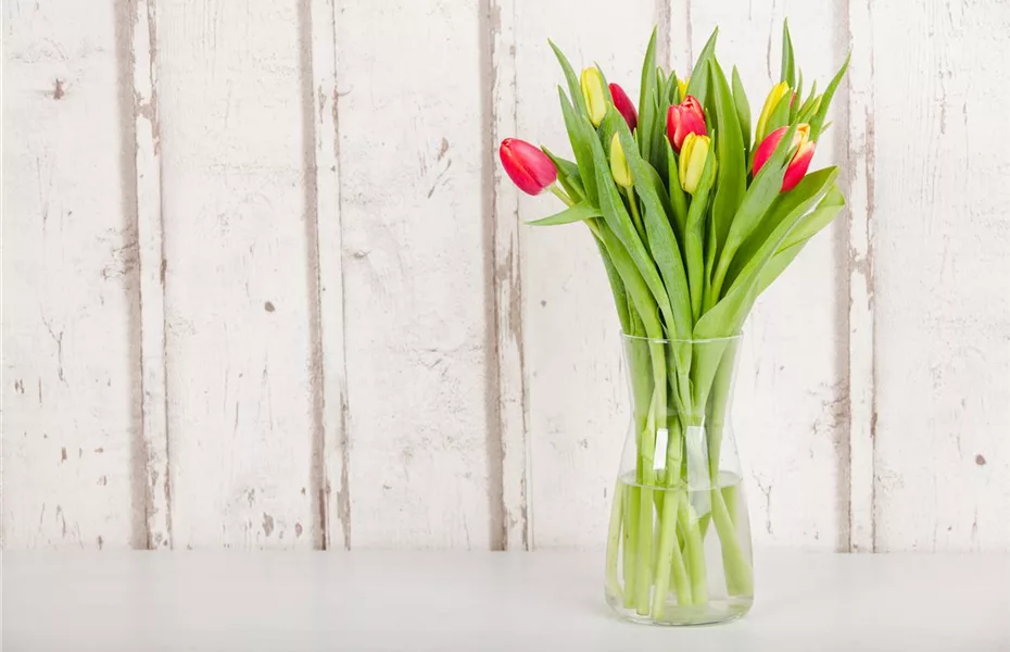 Schnittblumen sorgen für Farbe im Winter