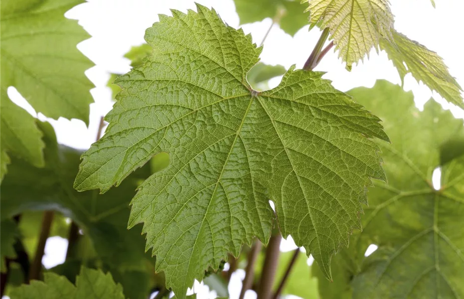 Tafeltrauben aus dem Garten – lecker und gesund! 