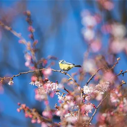 Winter: Die Sträucher sind ideal für Vögel