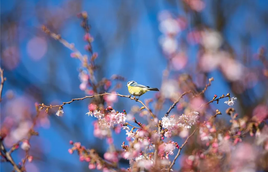 Winter: Die Sträucher sind ideal für Vögel