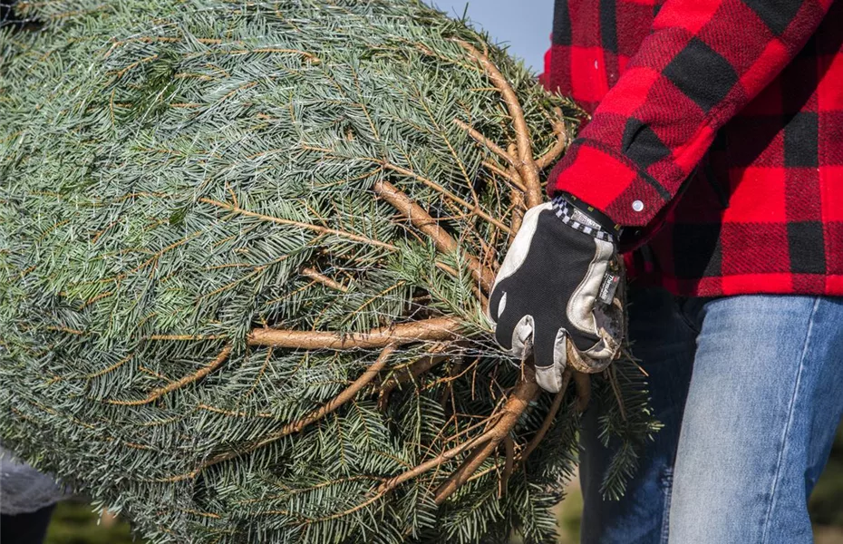 Kampf dem Nadeln beim Weihanchtsbaum