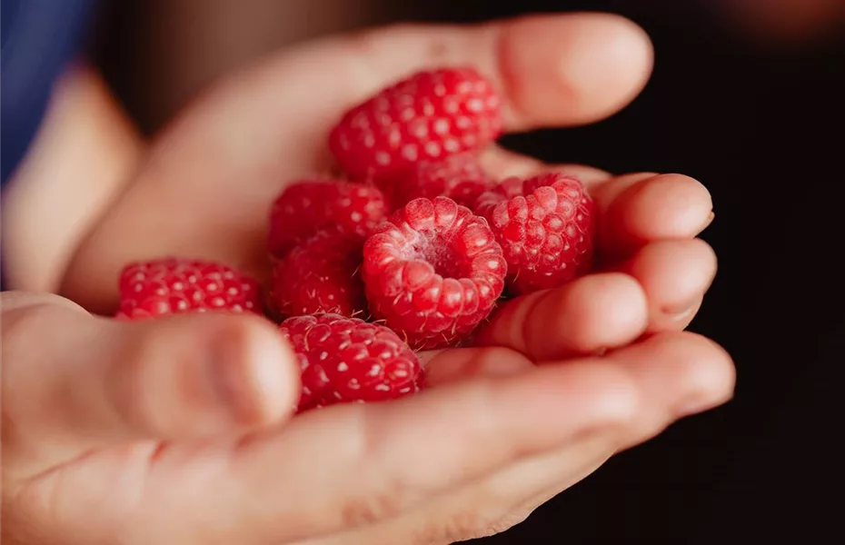 Beerenzeit – leckere Früchte aus eigenem Garten