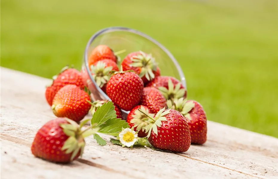 Beerenzeit – leckere Früchte aus eigenem Garten