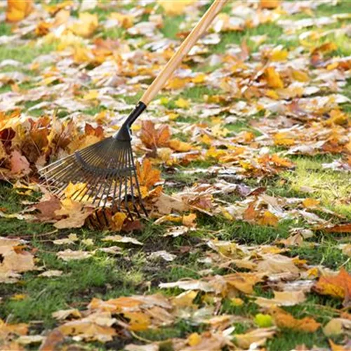 Der Mantel steht Pflanzen - Laub als Winterschutz