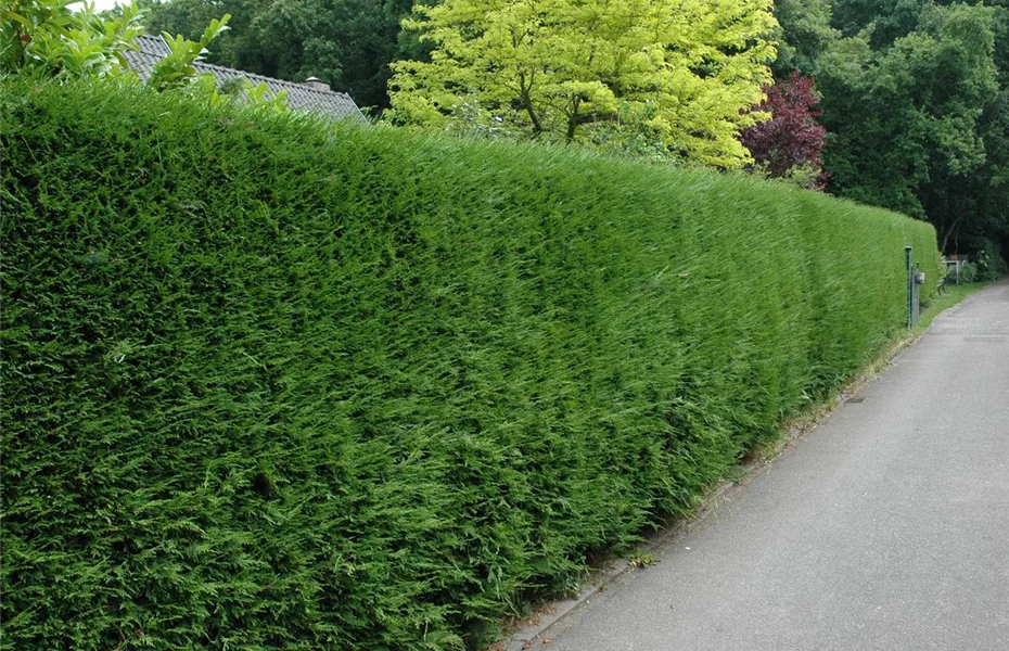 Grenzen auf stilvolle Art – Sichtschutz im Garten