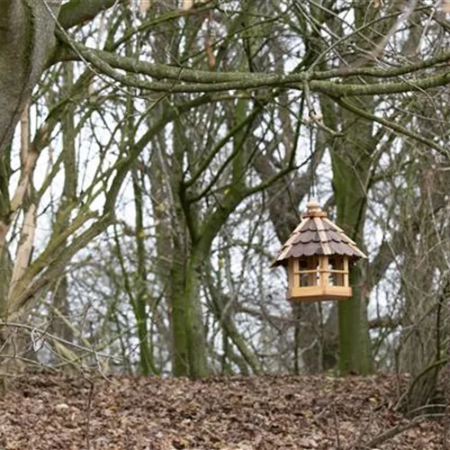 Vogelhäuser im Garten? Immer etwas los!