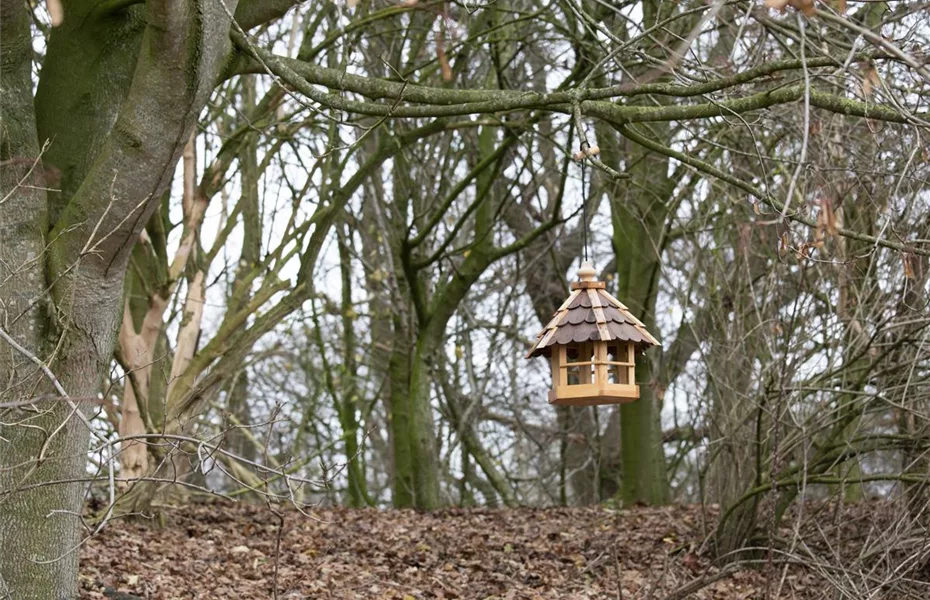 Vogelhäuser im Garten? Immer etwas los!