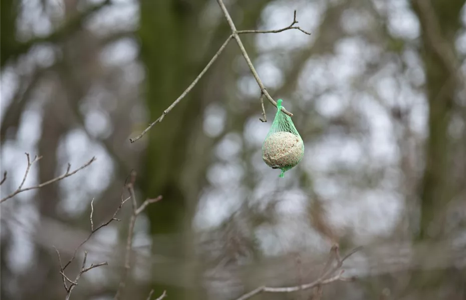 Vogelhäuser im Garten? Immer etwas los!