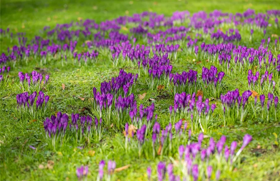 Bunte Blütenmeere mit Frühblühern