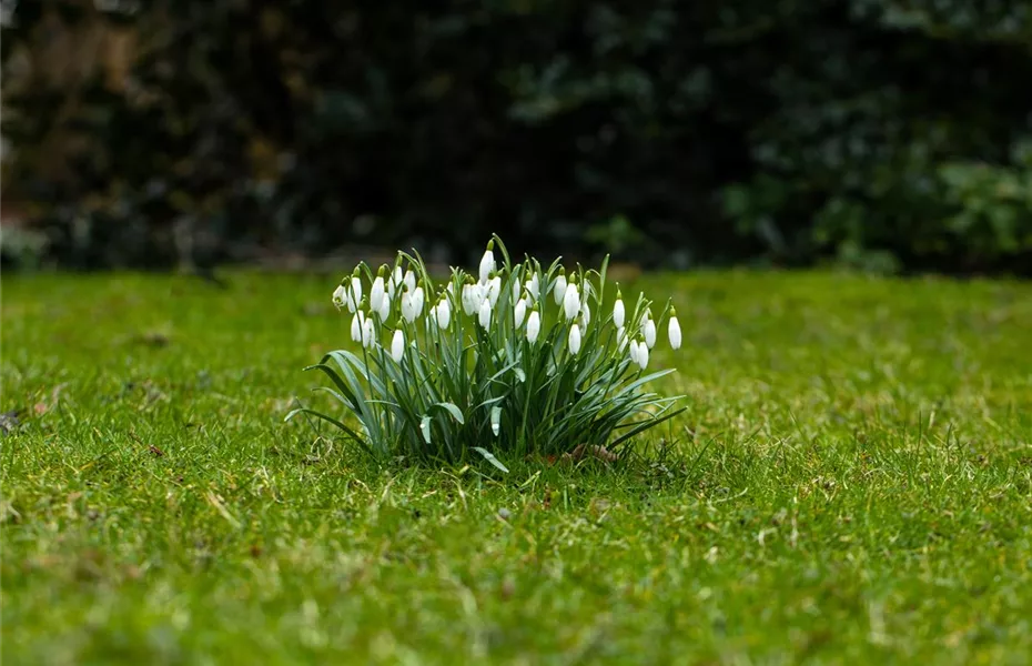 Bunte Blütenmeere mit Frühblühern