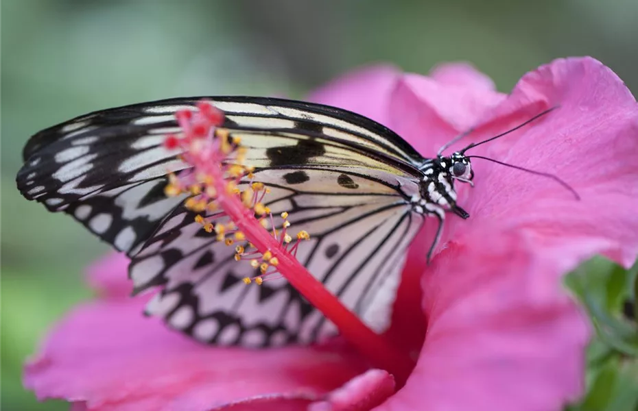 Natur pur im Garten - Ökologisches Gärtnern