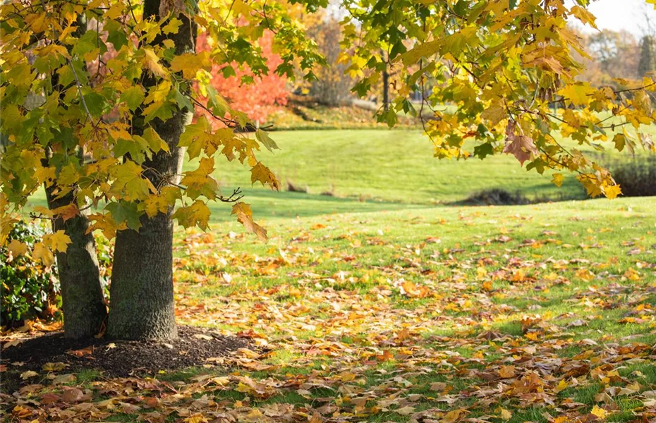 Rasenpflege im Herbst – Kur zwischen Dürre&Frost