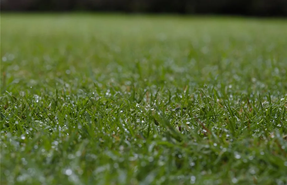 Rasenpflege im Herbst – Kur zwischen Dürre&Frost