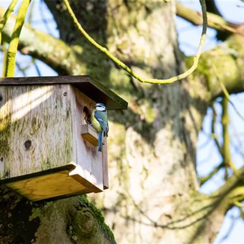 Vogelhäuser pflegen, wichtig für Vögel