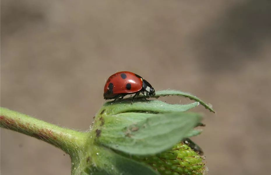 So locken Gärtner Nützlinge im Garten an 