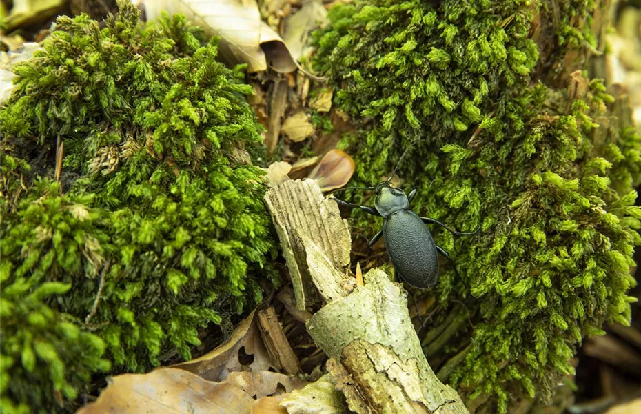 So locken Gärtner Nützlinge im Garten an 