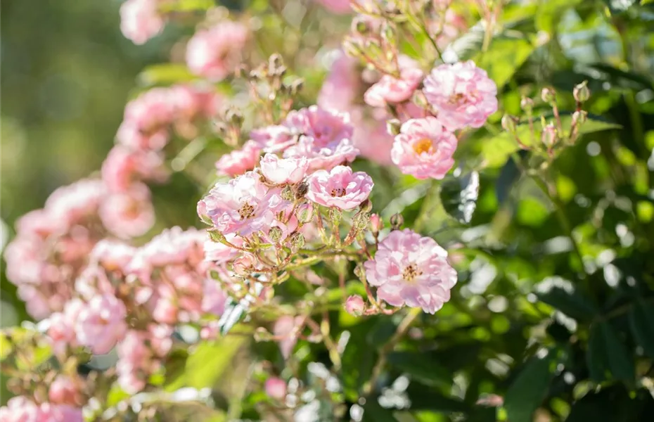 Wie Kletterrosen Hauswände, Rosenbögen und Gärten veredeln