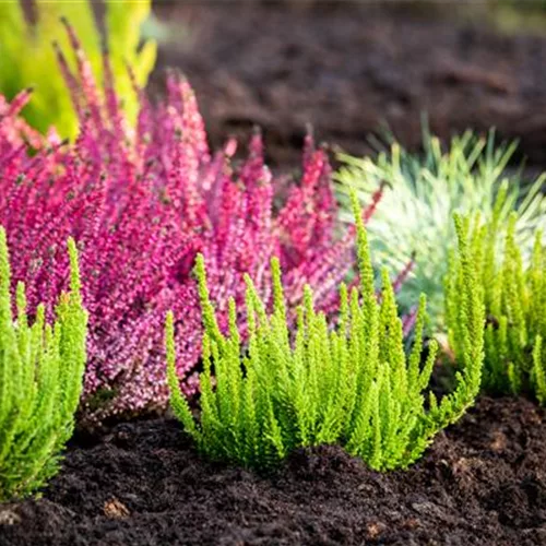 So beleben Heidesorten den Garten