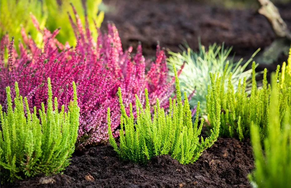 So beleben Heidesorten den Garten