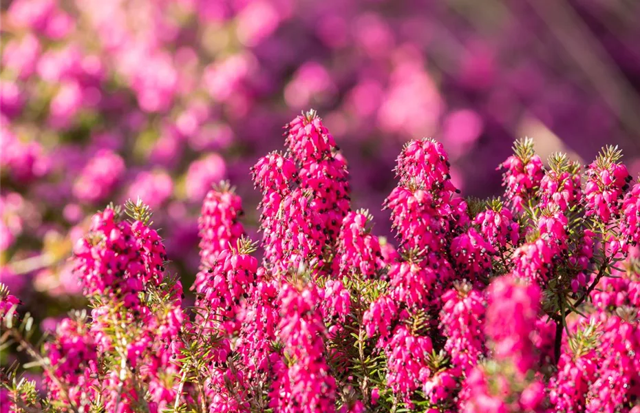 So beleben Heidesorten den Garten