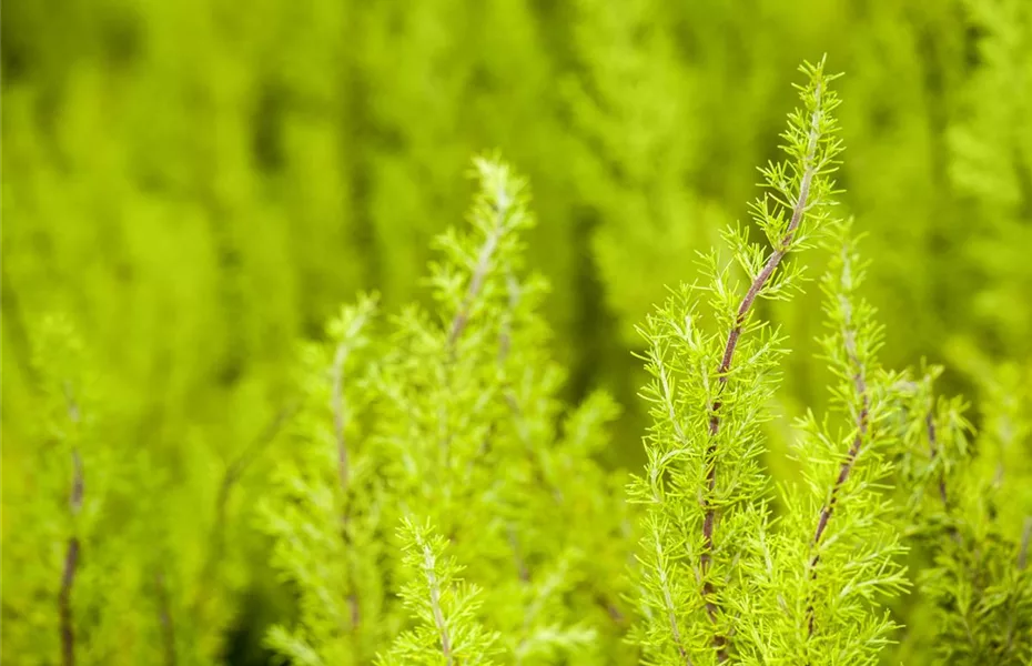 So beleben Heidesorten den Garten