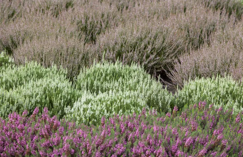 So beleben Heidesorten den Garten