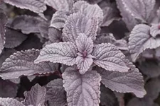 Buntnessel, Coleus 'Black Prince', dunkles Laub 12 cm