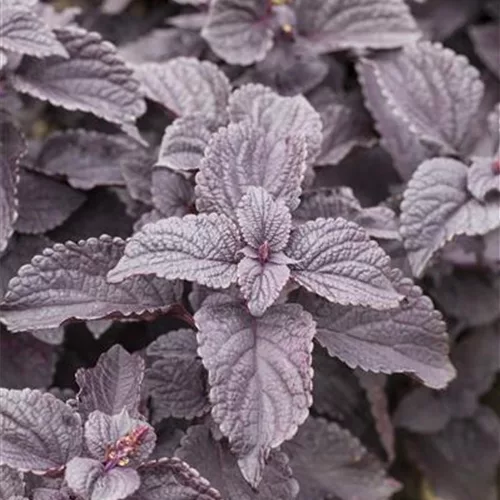 Buntnessel, Coleus 'Black Prince', dunkles Laub