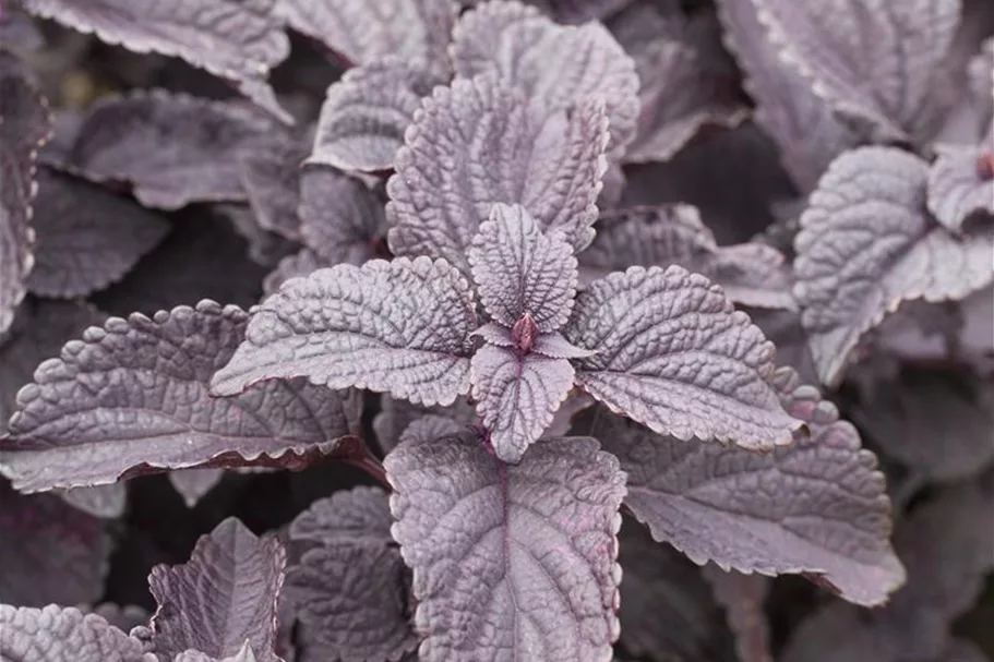 Buntnessel, Coleus 'Black Prince', dunkles Laub 12 cm