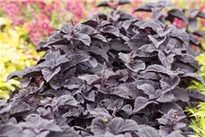 Buntnessel, Coleus 'Black Prince', dunkles Laub 12 cm