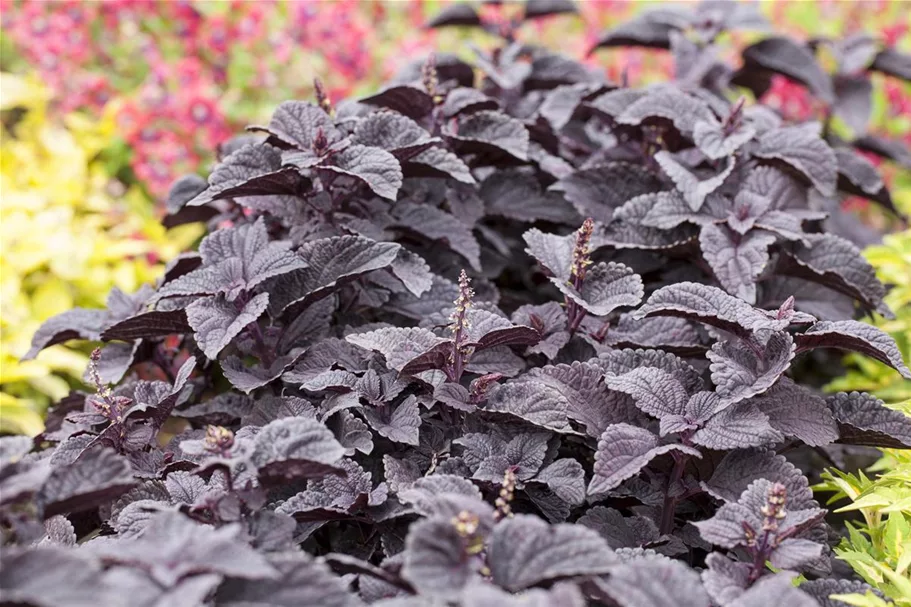 Buntnessel, Coleus 'Black Prince', dunkles Laub 12 cm