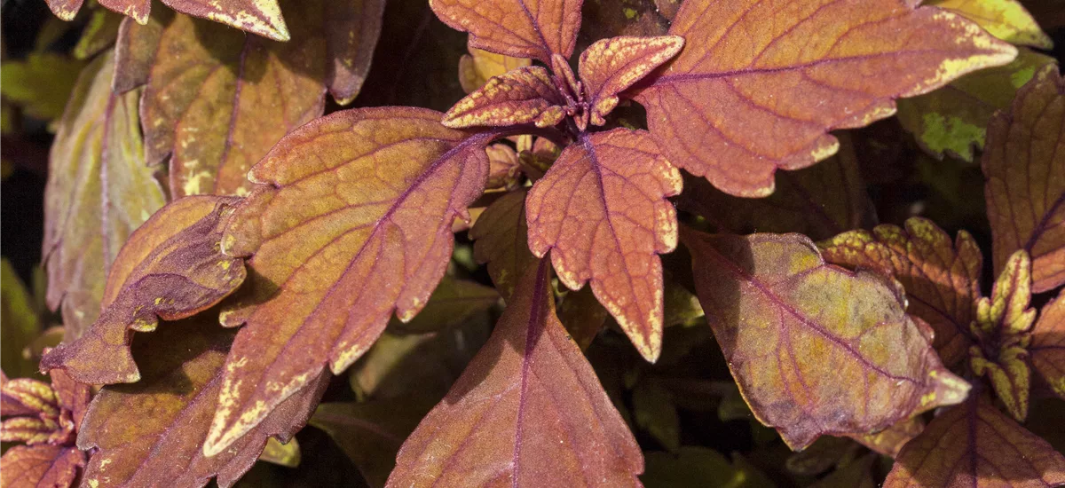 Buntnessel, Coleus 'LANCELOT Cocoa Mint' 12 cm