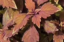 Buntnessel, Coleus 'Black Prince', dunkles Laub 12 cm