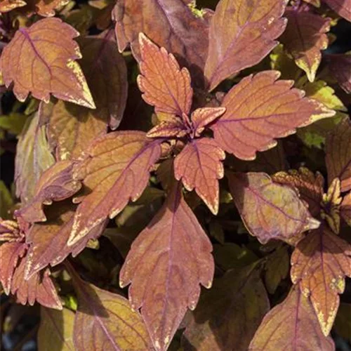 Buntnessel, Coleus 'LANCELOT Cocoa Mint'