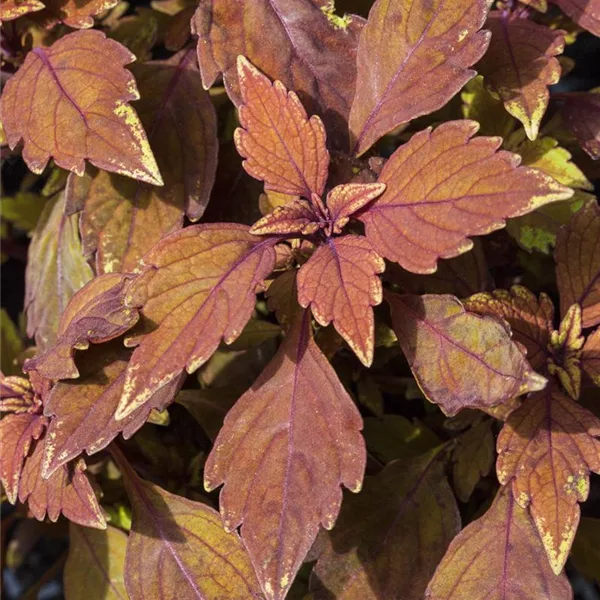 Buntnessel, Coleus 'LANCELOT Cocoa Mint'