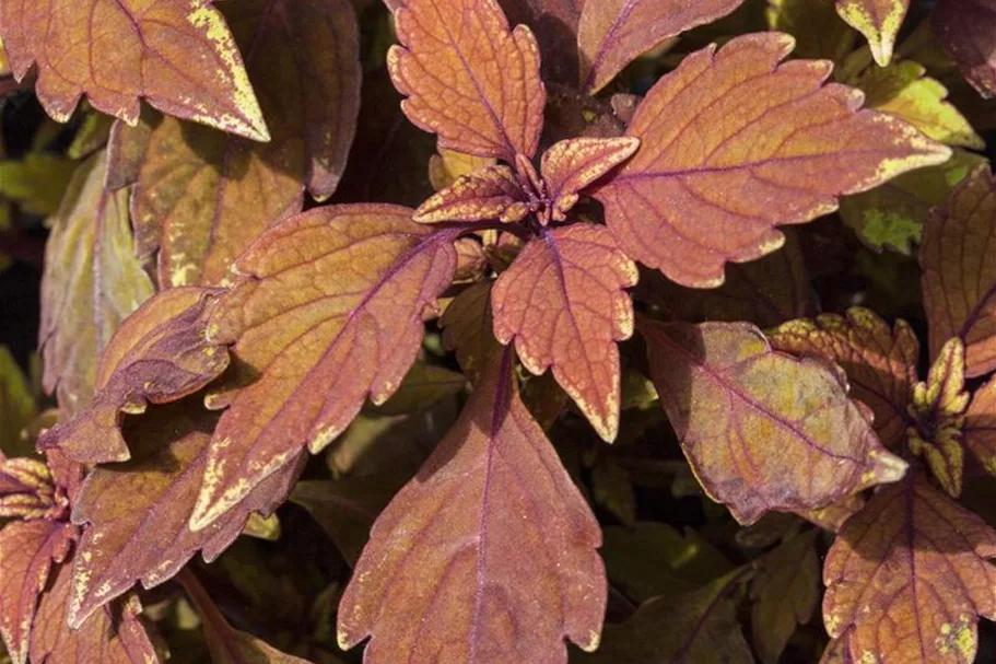 Buntnessel, Coleus 'Black Prince', dunkles Laub 12 cm