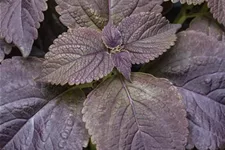 Buntnessel, Coleus 'Black Prince', dunkles Laub 12 cm