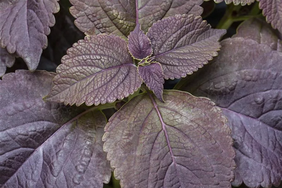 Buntnessel, Coleus 'Black Prince', dunkles Laub 12 cm