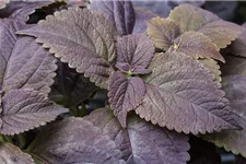 Buntnessel, Coleus 'Black Prince', dunkles Laub 12 cm