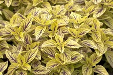 Buntnessel, Coleus 'Caipiriñha', limettengrün 12 cm