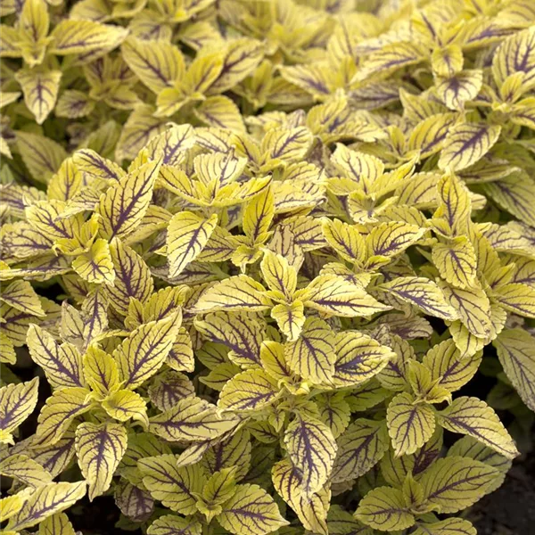 Buntnessel, Coleus 'Caipiriñha', limettengrün