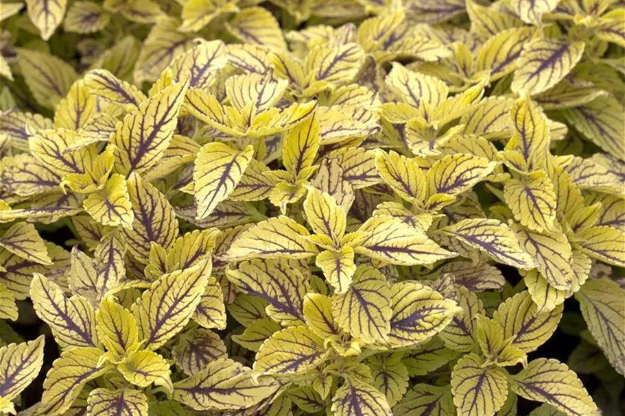 Buntnessel, Coleus 'Caipiriñha', limettengrün 12 cm