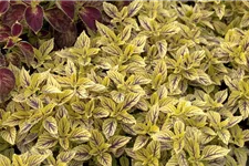 Buntnessel, Coleus 'Caipiriñha', limettengrün 12 cm