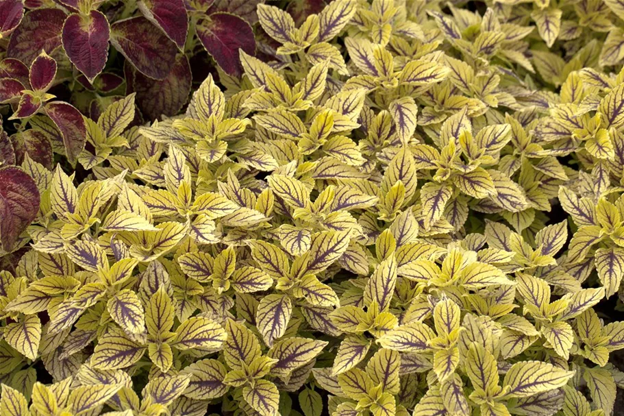 Buntnessel, Coleus 'Caipiriñha', limettengrün 12 cm