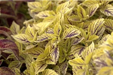 Buntnessel, Coleus 'Caipiriñha', limettengrün 12 cm