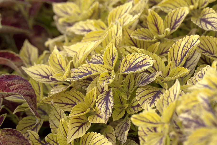 Buntnessel, Coleus 'Caipiriñha', limettengrün 12 cm