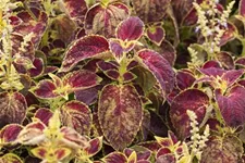 Buntnessel, Coleus 'Dipt in Wine' 12 cm