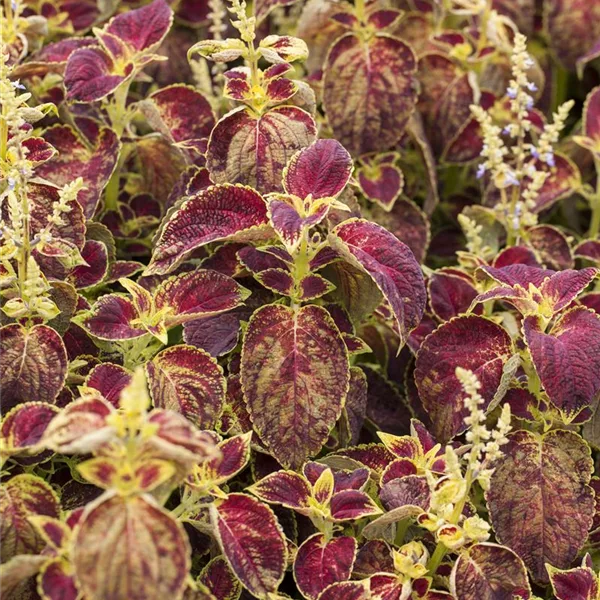 Buntnessel, Coleus 'Dipt in Wine'