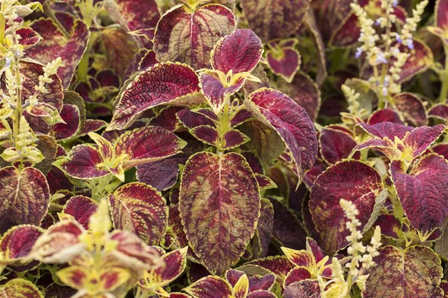 Buntnessel, Coleus 'Dipt in Wine' 12 cm